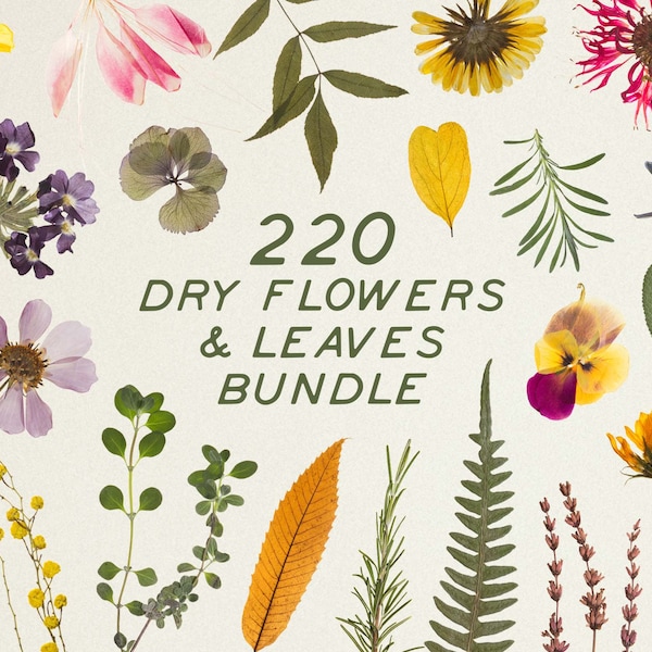 BUNDLE - Digital Dry Flowers & Leaves. Pressed flowers mixed pack, dry pressed flower art, herbarium, Botanical png decoupage flower paper