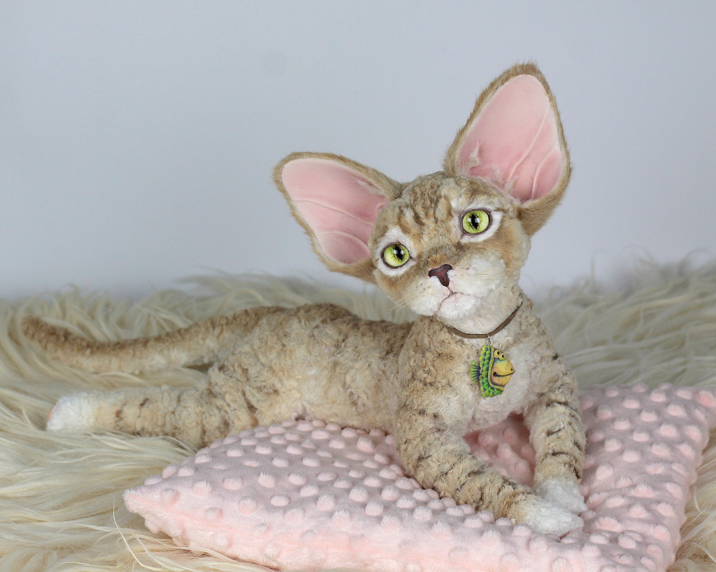 Devon Rex Cat Price | lupon.gov.ph