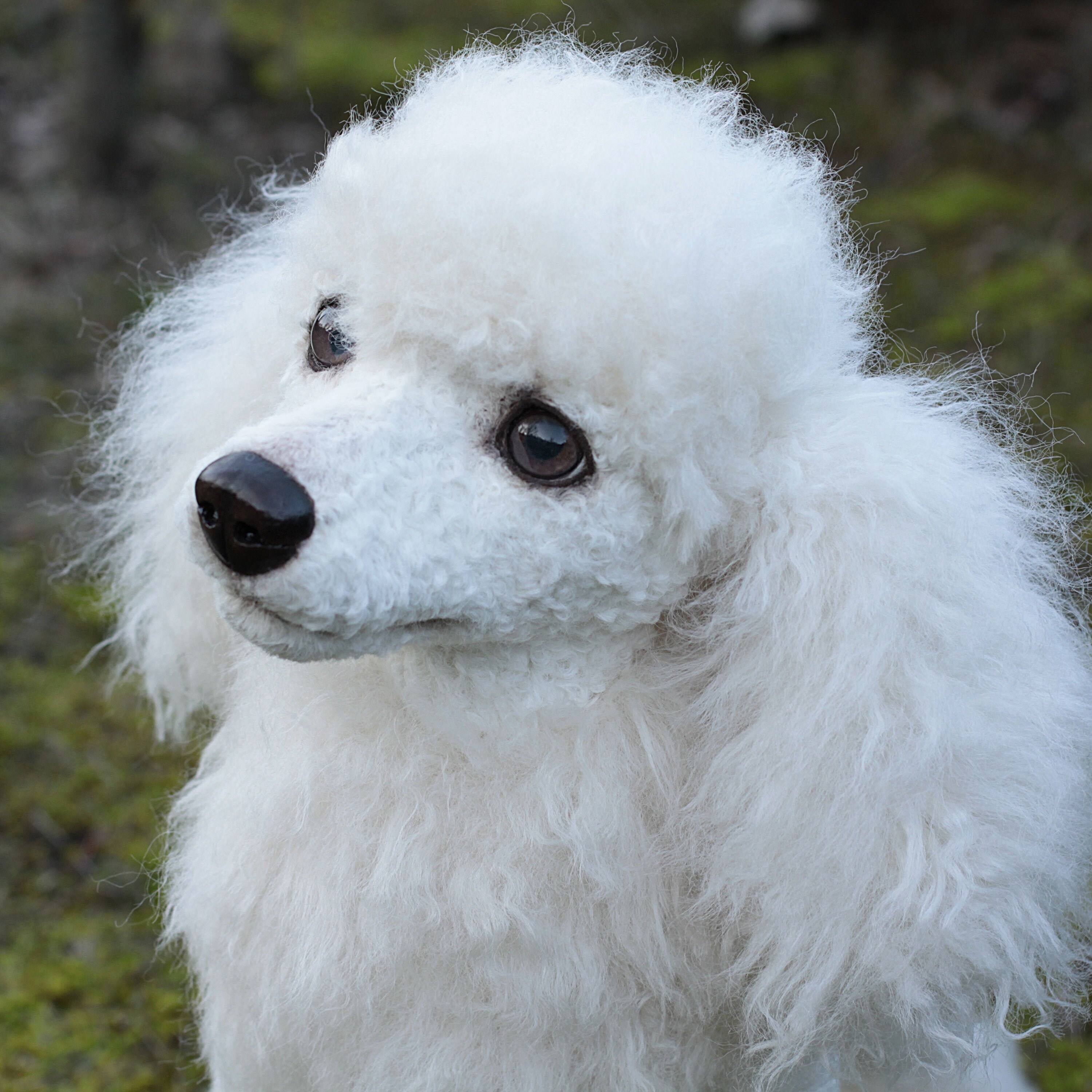 stuffed white poodle