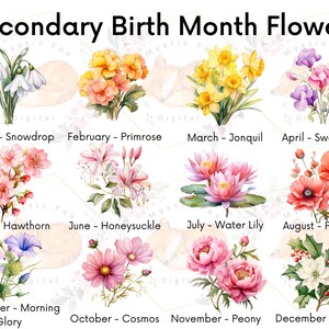 May include: A chart of secondary birth month flowers with watercolor illustrations of each flower. The chart lists the months of the year and the corresponding flower, such as January - Snowdrop, February - Primrose, March - Jonquil, April - Sweet Pea, May - Hawthorn, June - Honeysuckle, July - Water Lily, August - Poppy, September - Morning Glory, October - Cosmos, November - Peony, and December - Holly.