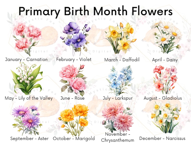 Birthflower Clipart, Birth Month Flowers, Watercolor, Birth Month Clipart, Flower png Bundle, transparent PNG flowers, Commercial Use image 3