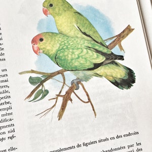 Altes BUCH Faune d'Afrique Éditions Gründ in Farben illustriert und schwarz/weiß Lehrbuch Atlas Naturwissenschaften