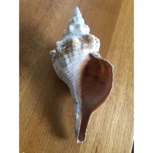 Large Spiral Seashell With Natural Brown & White Hues For Home Décor Or Craft Projects