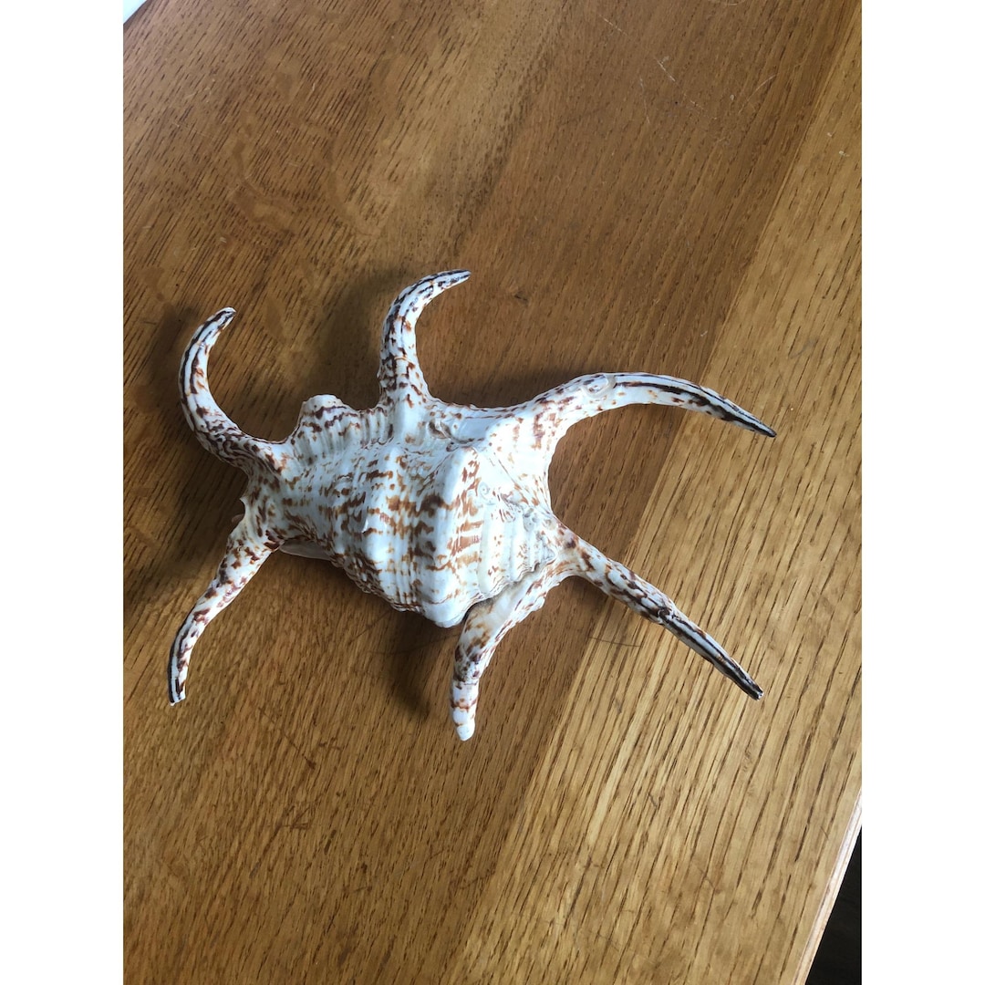 Decorative Natural Spider Conch Shell With Spiked Horns & Brown/white ...