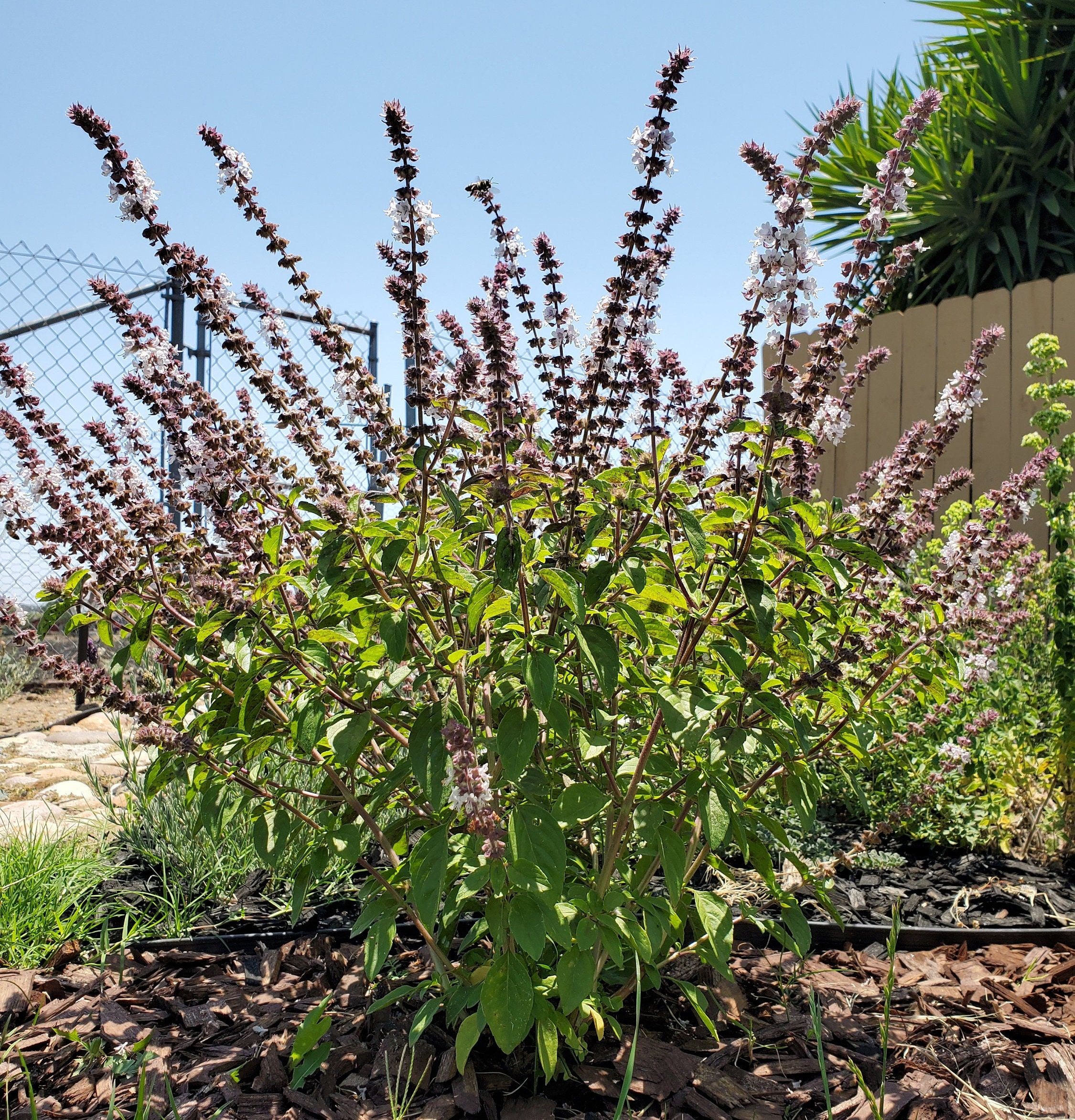 African Blue Basil Ocimum kilimandscharicum basilicum Etsy