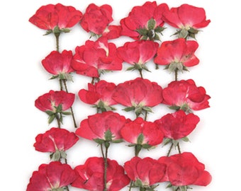 Pressed flowers, mini red half bloomed rose on stem 20pcs for floral art, resin craft