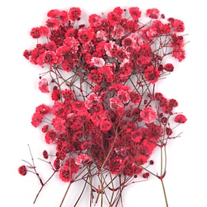 Geperste bloemen, rode baby&#39;s adem gypsophila 20pcs bloemsierkunst, hars ambacht
