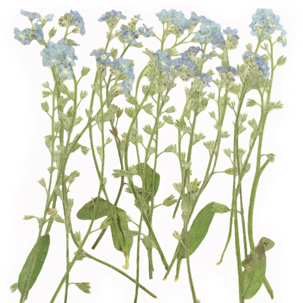 Pressed flowers, forget me not on stalk 20pcs for floral art, resin craft, cardmaking