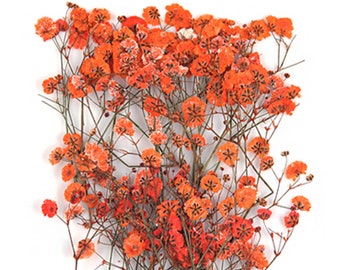 Pressed flowers, orange baby's breath gypsophila 20pcs for floral art, resin craft