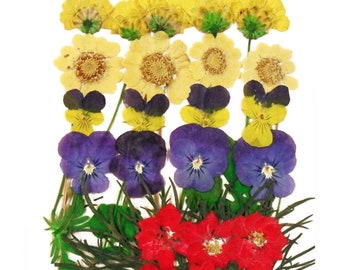 Pressed flowers, marguerite, pansy, foliage for floral art, craft, scrapbooking