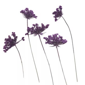Gepresste Blumen, lila Königin Anne Spitze Blume auf Stiel 20pcs Blumenkunst, Harz Handwerk