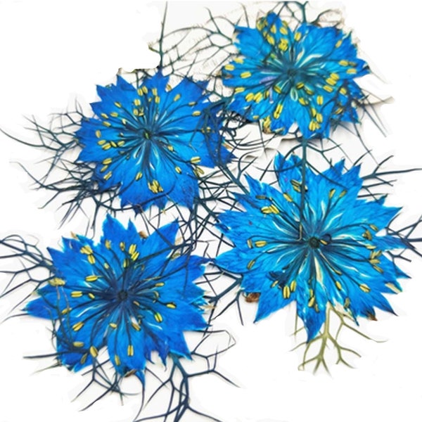 Pressed flowers, turquoise nigella 20pcs for floral art, resin craft, scrapbooking
