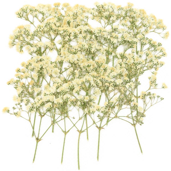 Geperste bloemen, witte baby adem gypsophila 20st voor bloemsierkunst, hars ambacht, kaart maken, scrapbooking