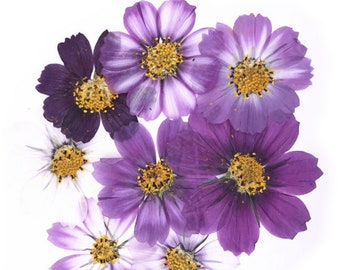 Pressed flowers, mixed purple cosmos 20pcs for floral art, resin craft, scrapbooking