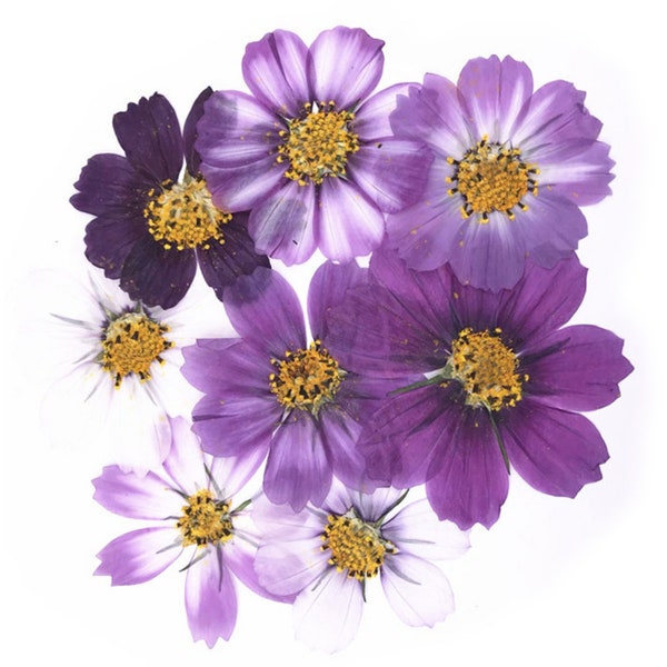 Pressed flowers, mixed purple cosmos 20pcs for floral art, resin craft, scrapbooking