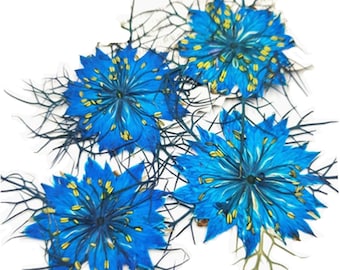 Pressed flowers, turquoise nigella 20pcs for floral art, resin craft, scrapbooking