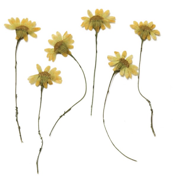 Pressed flowers, chamomile 20pcs for floral art, resin craft, scrapbooking