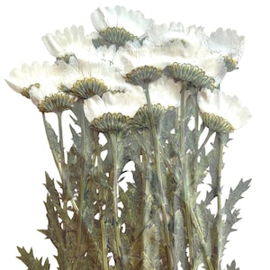 Geperste bloemen, witte margriet op stengel 20pcs voor bloemsierkunst, hars ambacht, scrapbooking