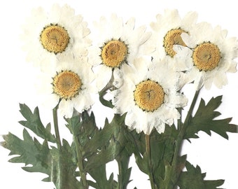 Pressed flowers, white daisy marguerite on stalk 20pcs, floral art, resin craft, card making, scrapbooking