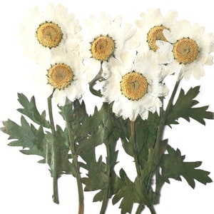 Gepresste Blumen, weiße Margerite auf Stiel 20Stk, Blumenkunst, Kunstharz, Kartenherstellung, Scrapbooking