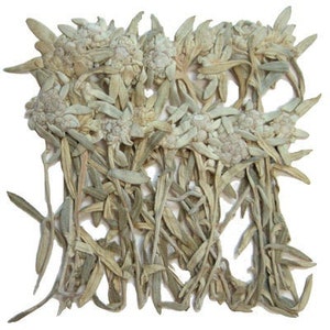Gepresste Blumen Edelweiss 20 Stück für florale Kunst, Resin Bastelkarten machen Scrapbooking Material