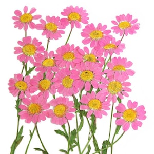 Gepresste Margerite 20 Stück für florale Kunst, Resin-Handwerk, Kartenherstellung, Scrapbooking