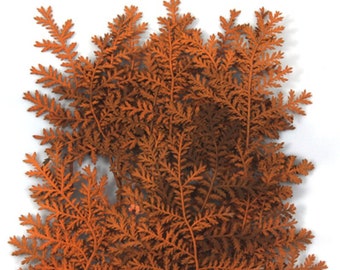 Pressed foliage, silver lace, orange 20pcs for floral art, resin craft, scrapbooking