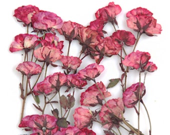 Pressed flowers, roses leaves on stalk, light plum color 10pcs for floral art, craft, card making