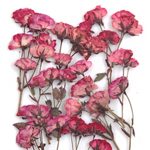 Gepresste Blumen, Rosenblätter auf Stiel, helle Pflaumenfarbe 10 Stück für Blumenkunst, Basteln, Kartenherstellung