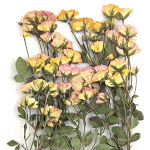 Op de afbeelding: Een boeket gedroogde geperste rozen met delicate roze en gele bloemblaadjes. De bloemen zijn gerangschikt op stelen met groene bladeren.