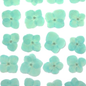 Gepresste Blumen, Baby blau Hortensie 20pcs für Blumenkunst, Harz Handwerk, Karte machen