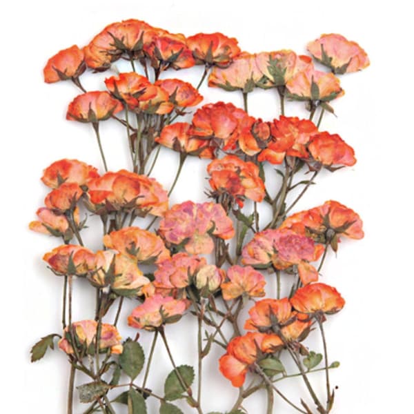 Pressed flowers, orange roses leaves on stalk 10pcs floral art, resin craft, scrapbooking, card making