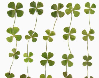 Pressed leaves, clover, trefoil 20pcs for floral art, resin craft, card making, scrapbooking