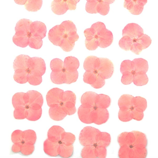 Pressed flowers, baby pink hydrangea 20pcs for floral art, resin craft, scrapbooking