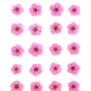 Pressed flowers, pink bridal wreath 20pcs floral art, resin craft, nail art, jewellery making