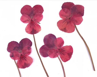 Pressed flowers, mauve pansy on stalk 20pcs for floral art, craft