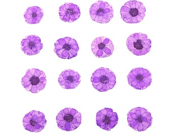 Pressed flowers, bright purple small chrysanthemum 20pcs for floral art, resin craft