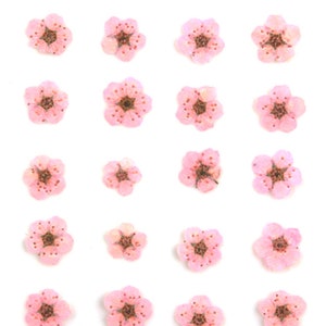 Pressed flowers, baby pink bridal wreath 20pcs floral art, resin craft, nail art, jewellery making