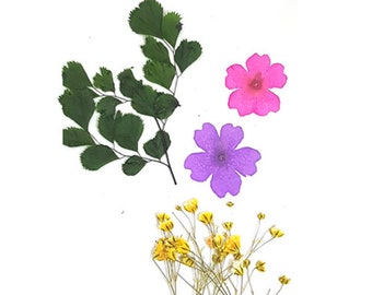May include: A collection of pressed flowers and leaves, including a pink flower, a purple flower, and a sprig of green leaves.