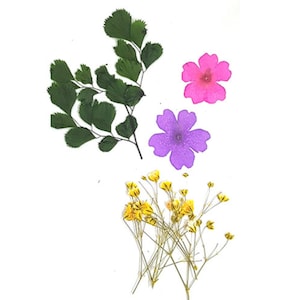 Pressed flowers mx, adiantum maidenhair fern, verbena, yellow baby's breath gypsophila for floral art, craft
