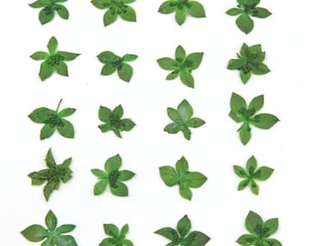 Pressed flowers, Green bupleurum flower throw wax 20pcs for floral art craft card making