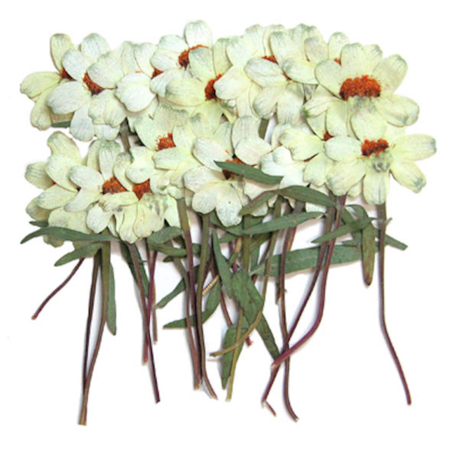 Pressed Flowers White Zinnia 20pcs Floral Art Resin Craft Etsy