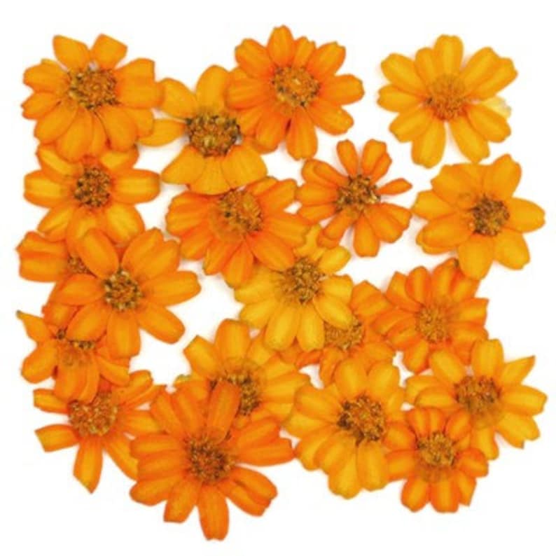Pressed flowers, orange zinnia 20pcs for floral art resin craft card making scrapbooking image 1