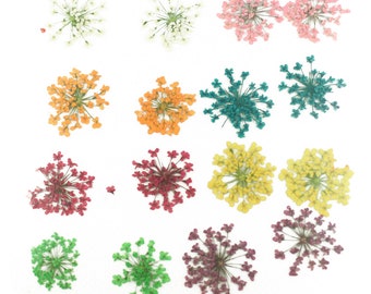 Pressed flowers, lace flowers in white, pink, orange, blue, red, yellow, green, purple