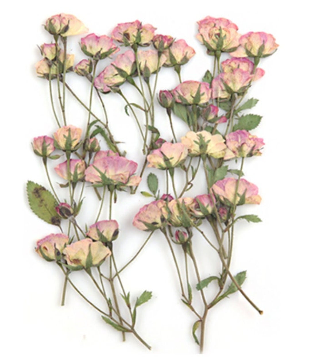 Pressed Flowers Light Pink Roses on Stalk With Leaves 10pcs for Floral ...