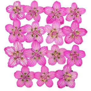 Geperste bloemen, roze moerasgras van Parnassus, voor knutselmaterialen, scrapbooking, kaarten maken, huisdecoratie