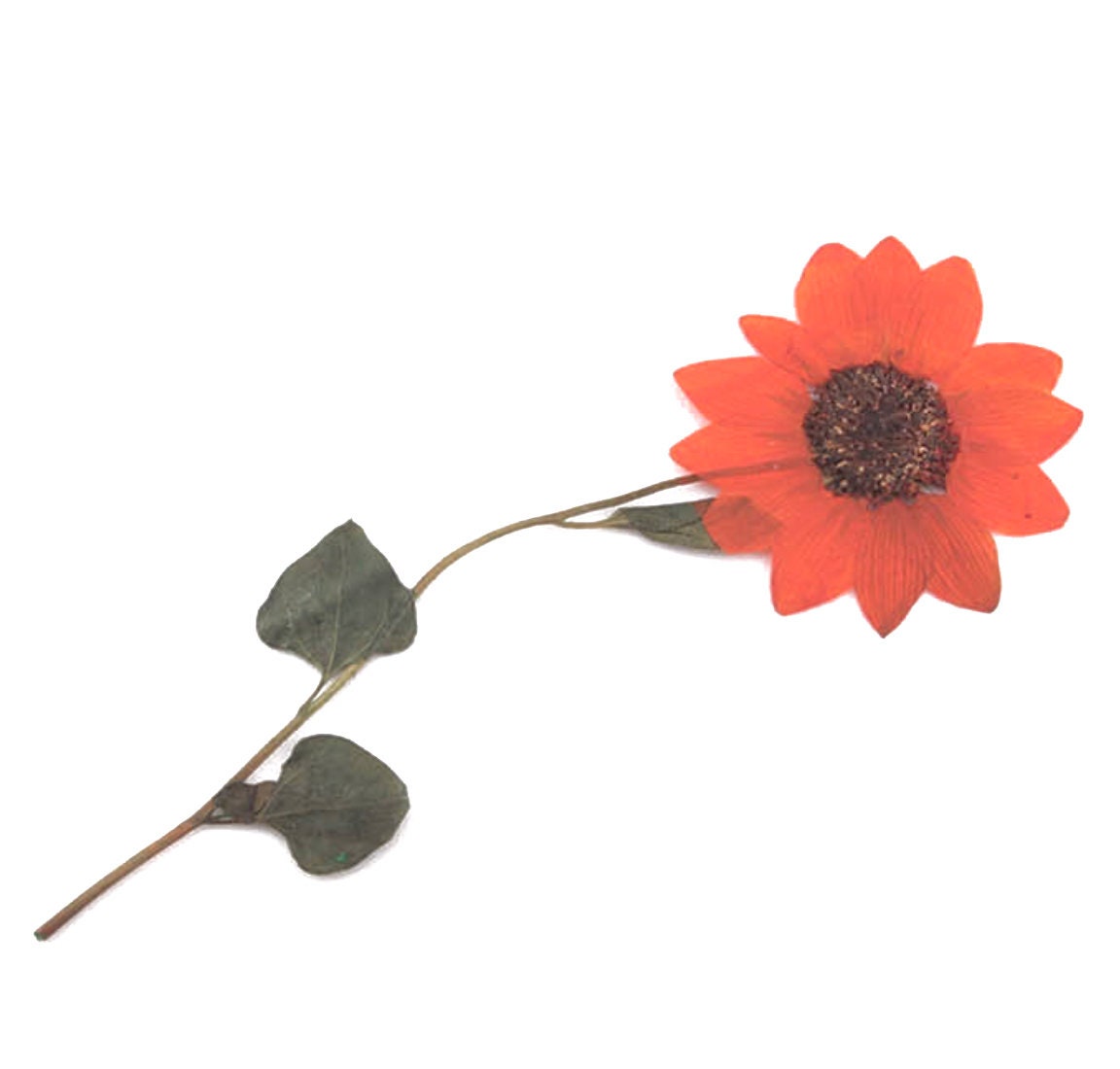 12 X Orange Pressed Dried Daisy Flowers, Resin Art, Scrapbooking, Card  Making, Resin Supplies, Craft Flowers, Colourful Flowers 