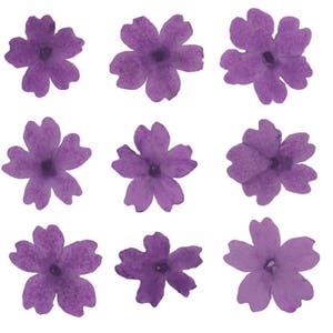 Fleurs pressées, verveine violette 20 pcs art floral, artisanat en résine, fabrication de cartes, scrapbooking