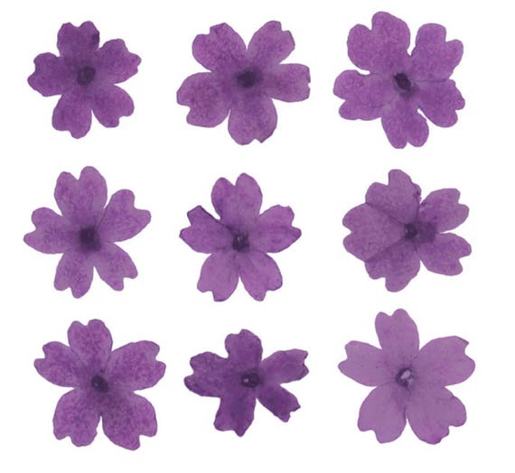 Pressed flowers, purple verbena 20pcs floral art, resin craft, card making, scrapbooking