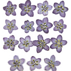 Gepresste Blumen, violettes Sumpfgras von Parnass 15 Stück für Blumenkunst, Resin-Handwerk, Kartenherstellung, Scrapbooking, Kerzenherstellung
